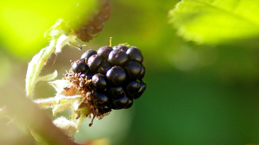 BlackBerry nature