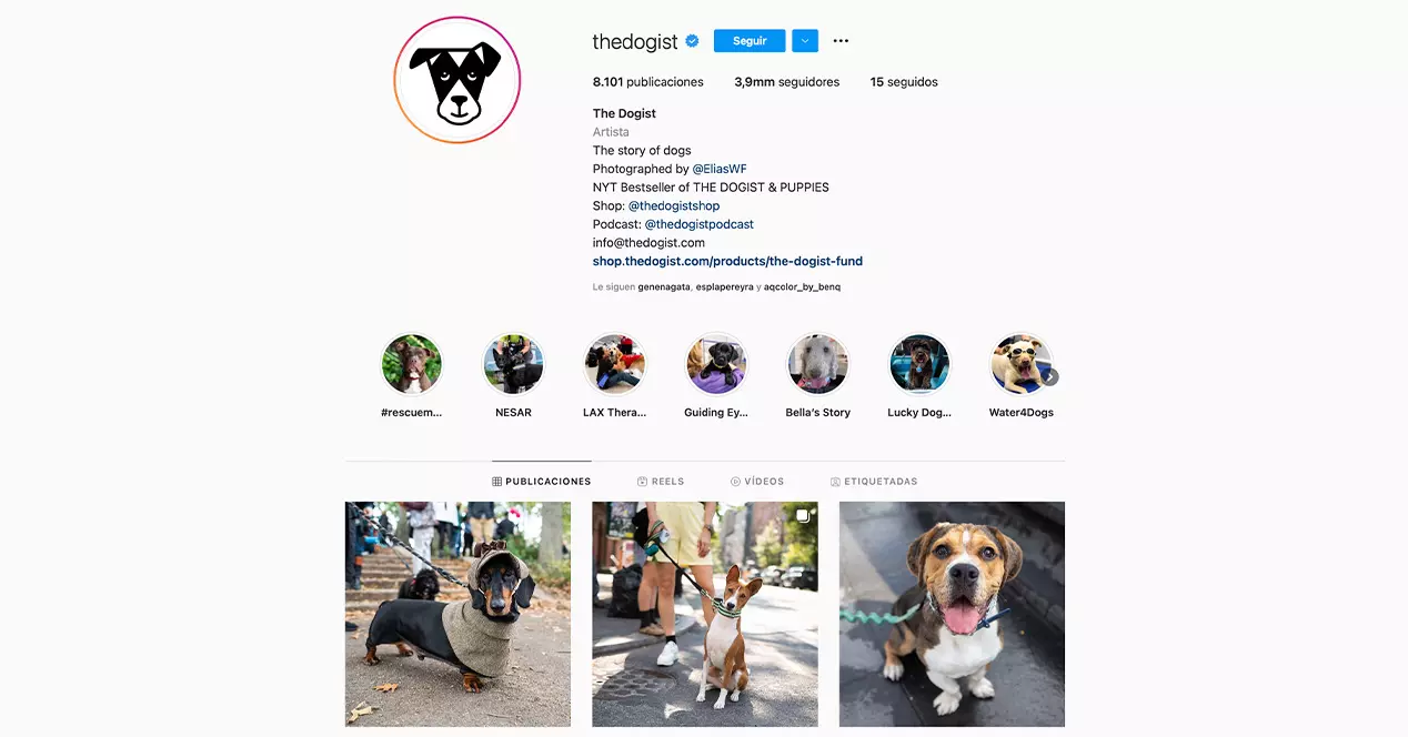 The Instagram accounts that every dog ​​lover should follow