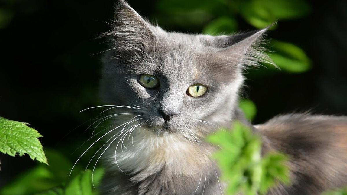 Excellent Reasons to Have a Maine Coon Cat from a Shelter