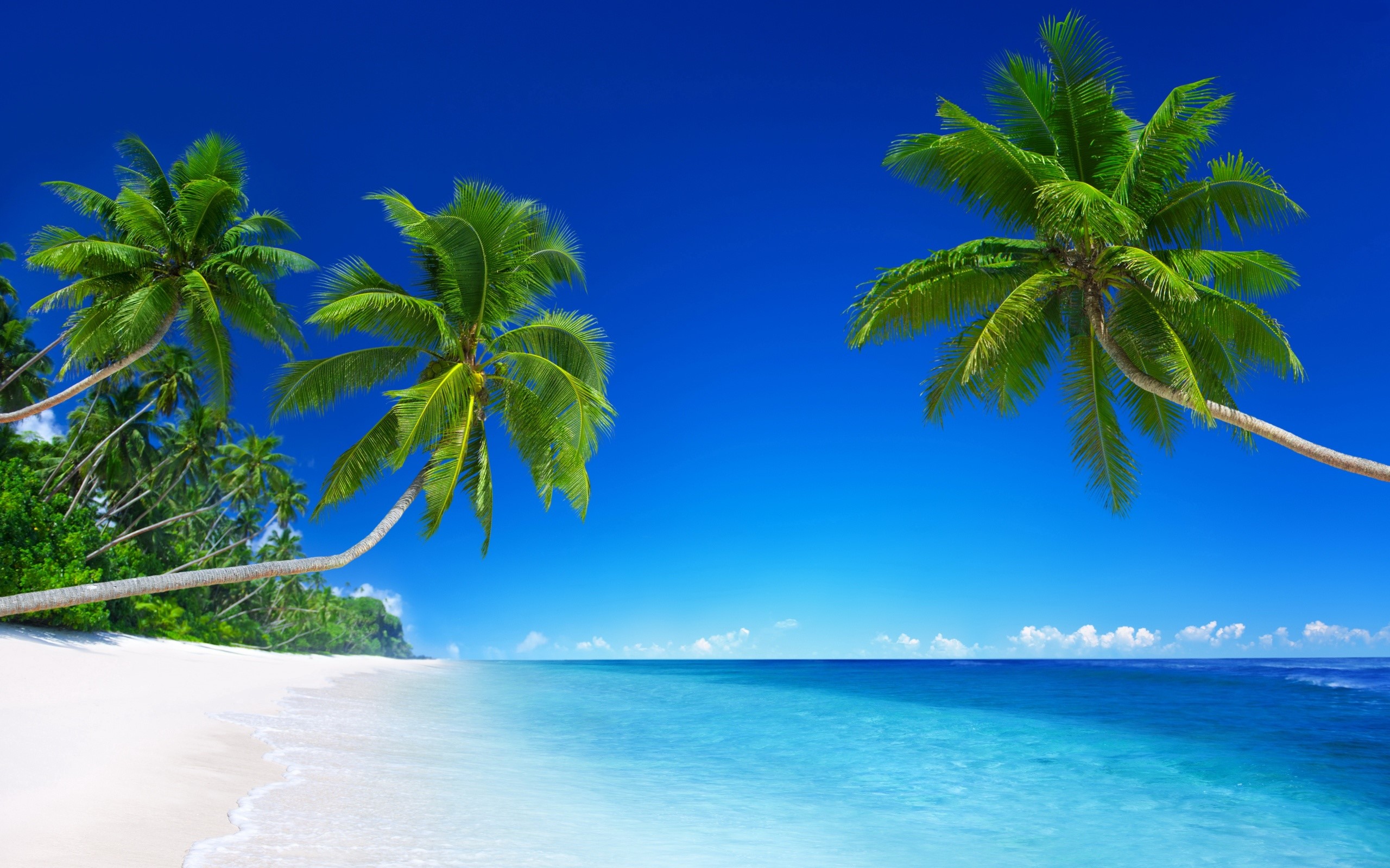 Beach with palm trees Mac background