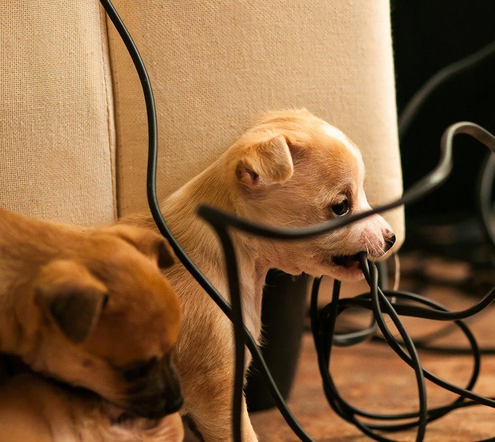 Dog Cat Biting Wire