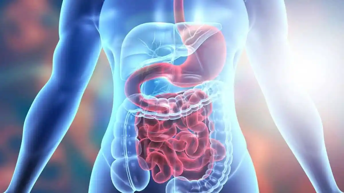Real Role of Digestion in Whole-Body Health