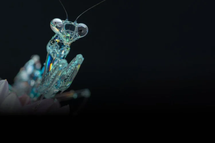 Adobe Firefly